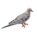 Dove illustration