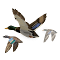 Waterfowl illustration