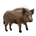 Wild hog illustration