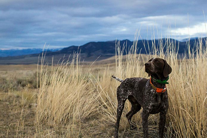 https://staging.huntingsmart.com/wp-content/uploads/2020/07/hunting_dog_with_radio_tracking_collar_standing_in_long-grass.jpg