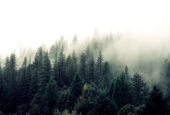 Mist settling over tree tops in forest